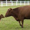 (Red_Angus_cattle)_20191022-OSEC-LSC-1089